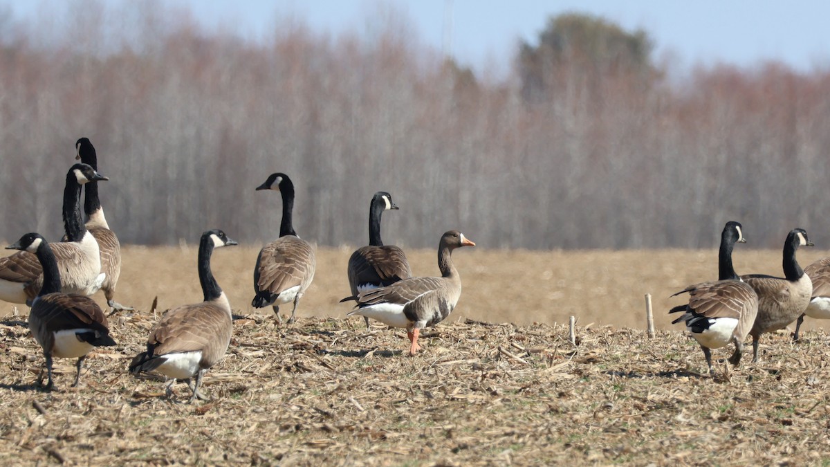 husa běločelá - ML632017296