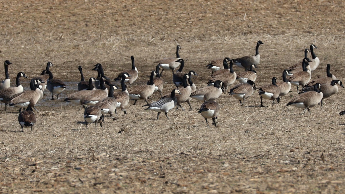 berneška bělolící - ML632017302