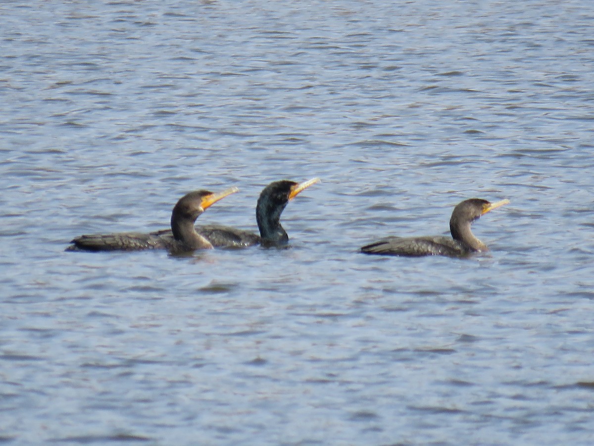 Double-crested Cormorant - ML632017501