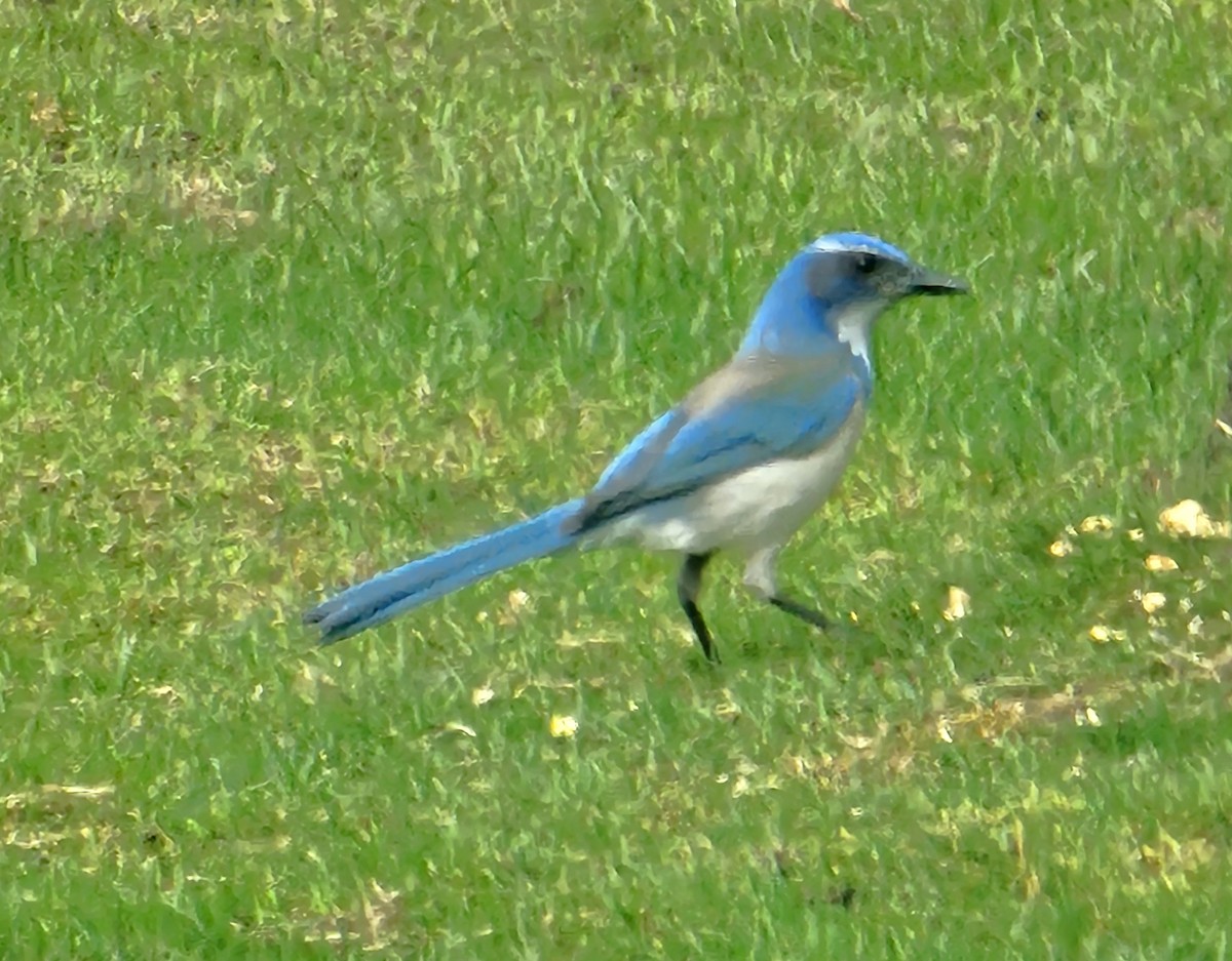 California Scrub-Jay - ML632017527