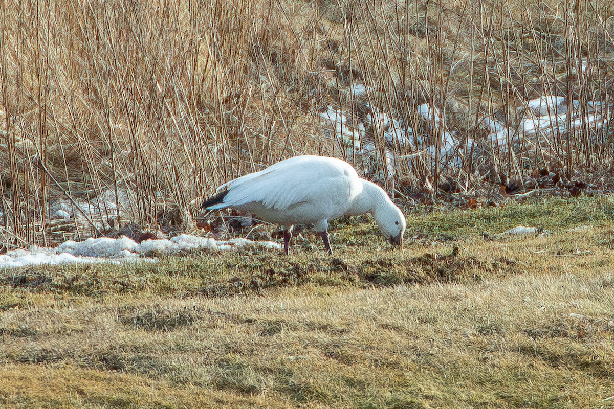 Snow Goose - ML632017529