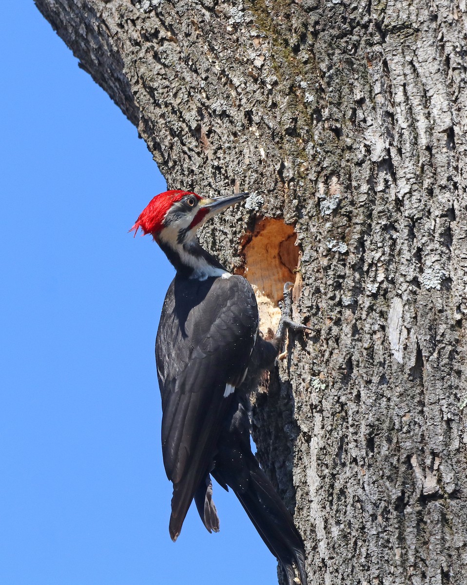 Pileated Woodpecker - ML632017655