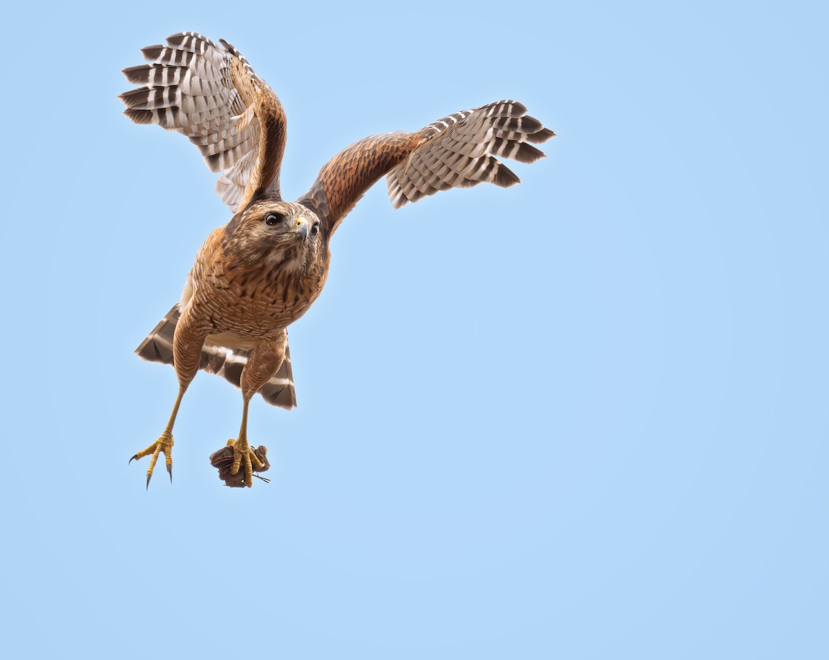 Red-shouldered Hawk (lineatus Group) - ML632017698