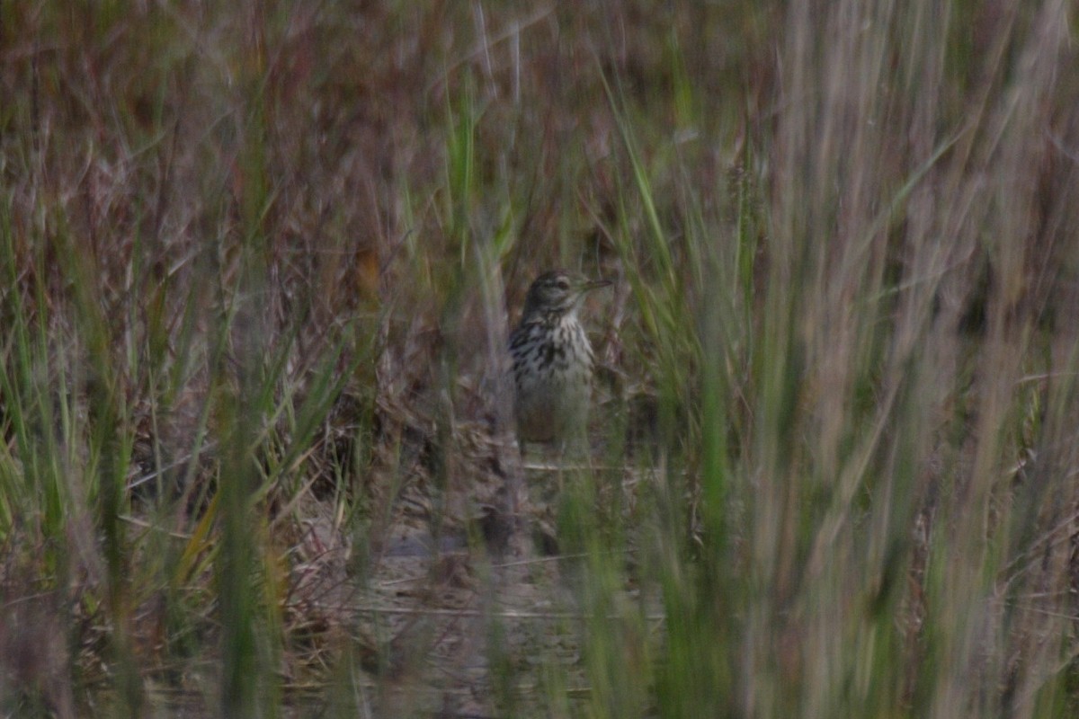 Pipit farlouse - ML632017727