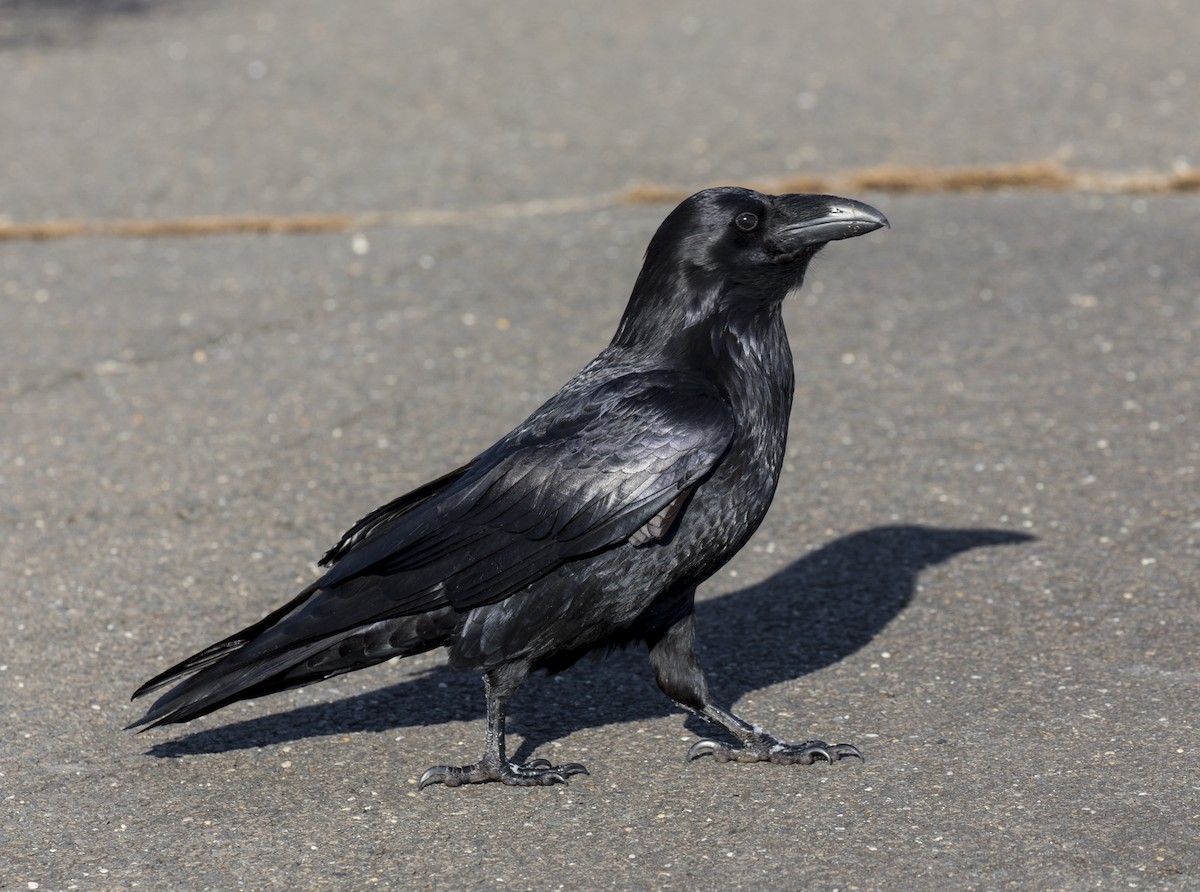 Common Raven - ML632017754