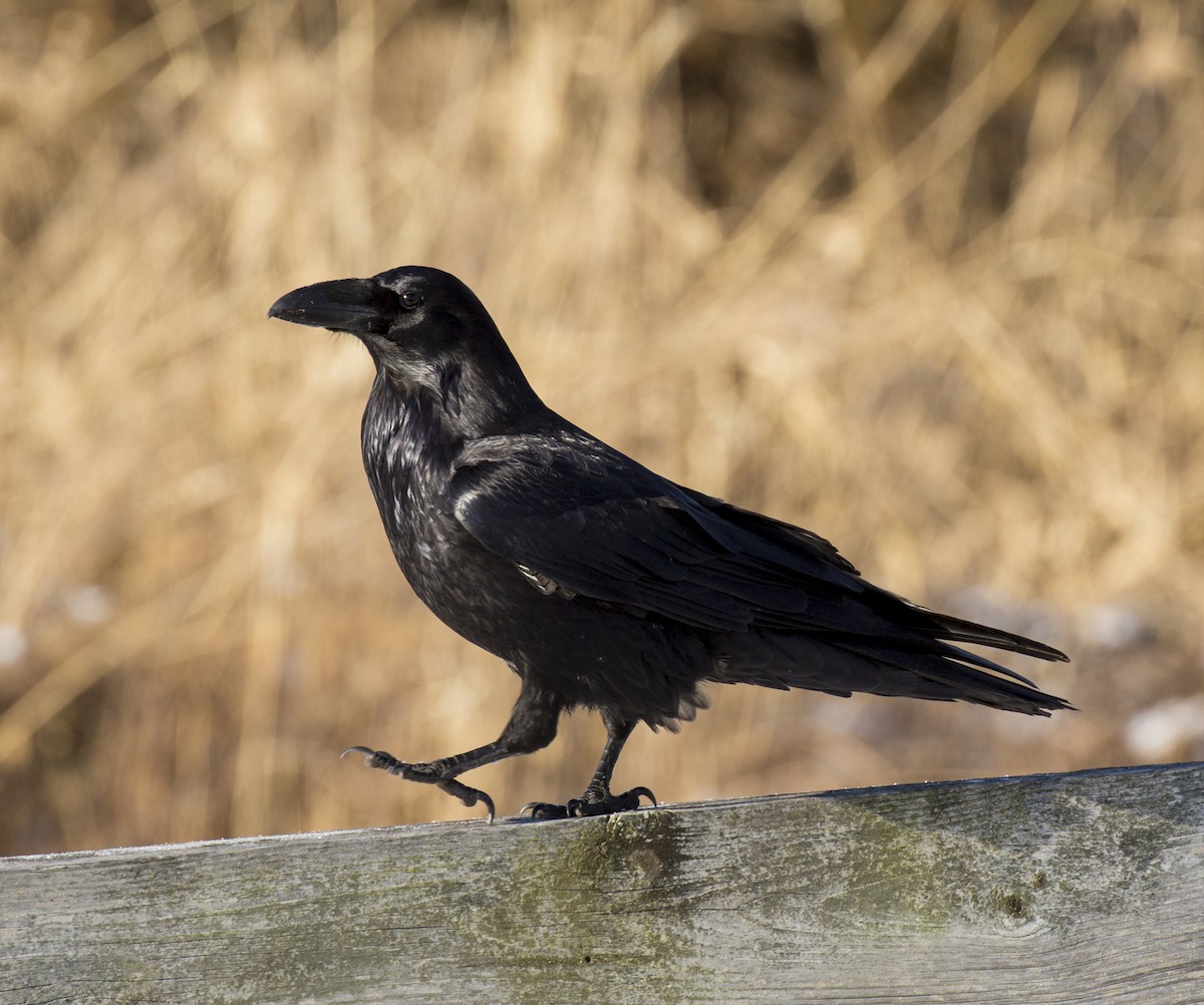 Common Raven - ML632017755