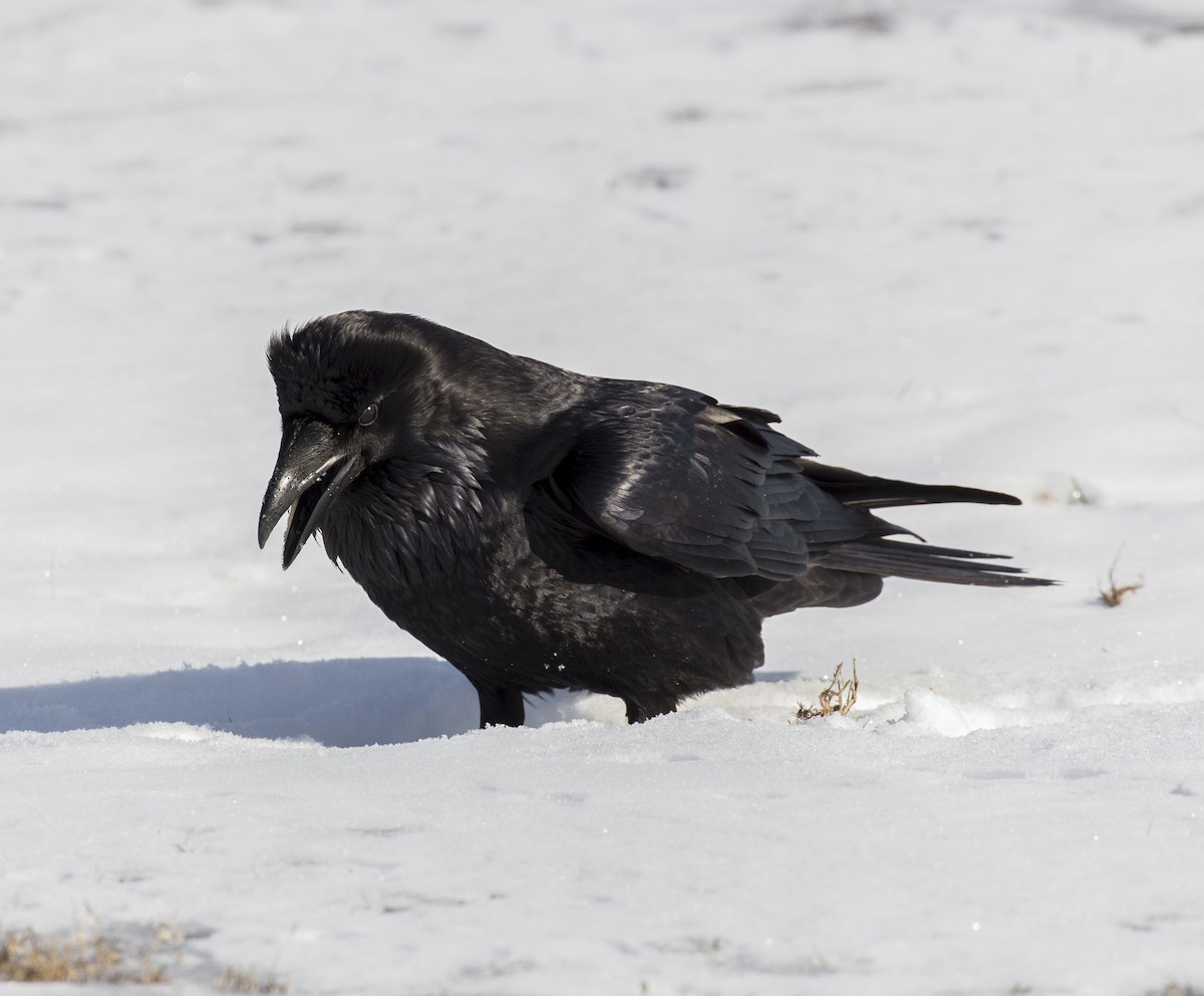 Common Raven - ML632017762