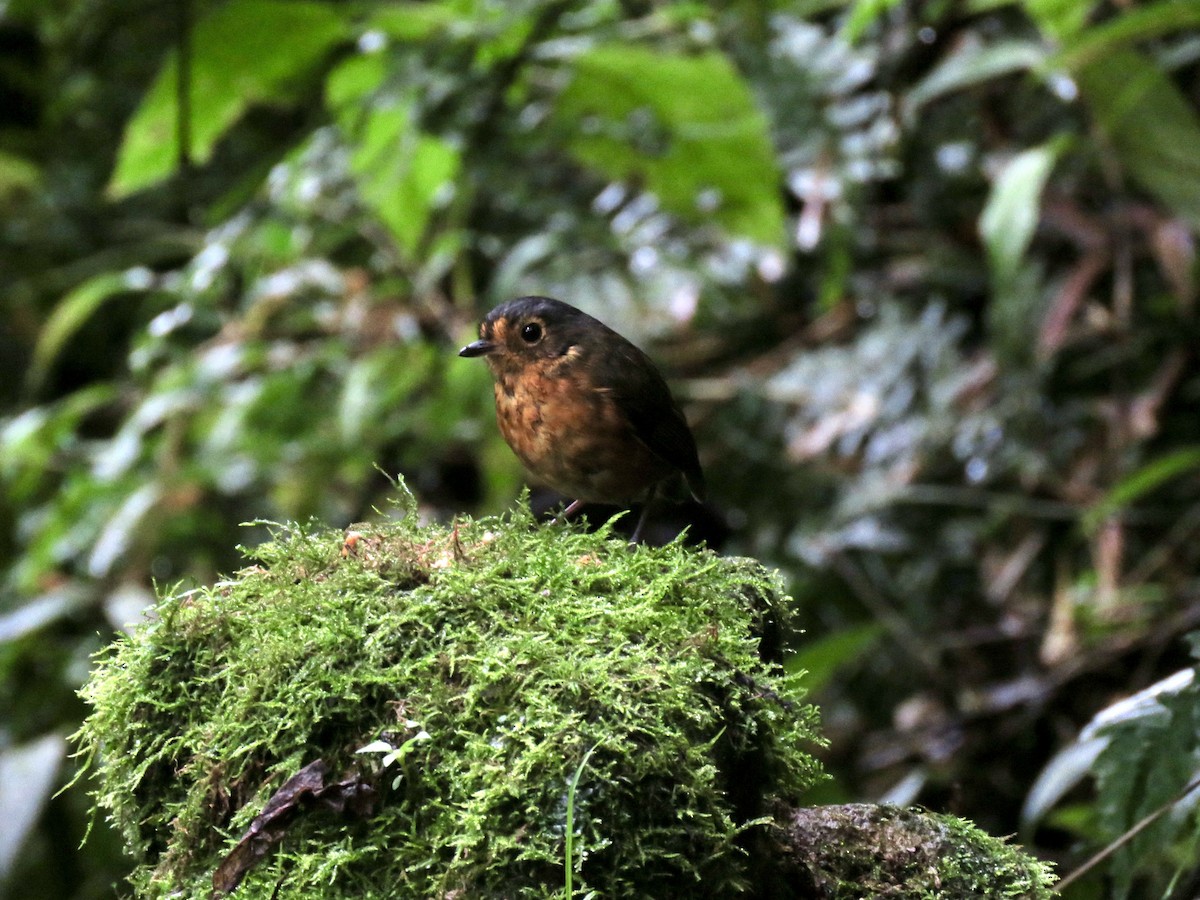 Slate-crowned Antpitta (Slate-crowned) - ML632017833
