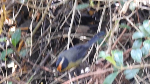 Pale-naped Brushfinch - ML632017949