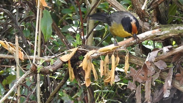 Pale-naped Brushfinch - ML632018042