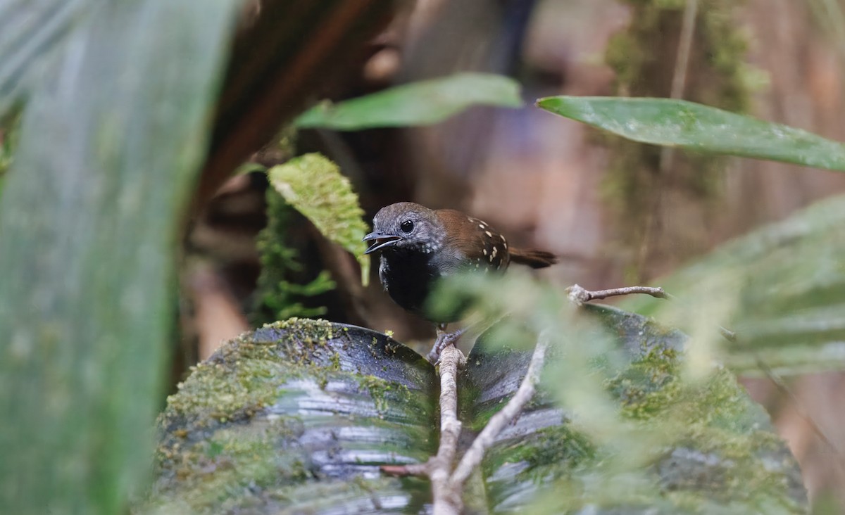 Gray-bellied Antbird - ML632018112