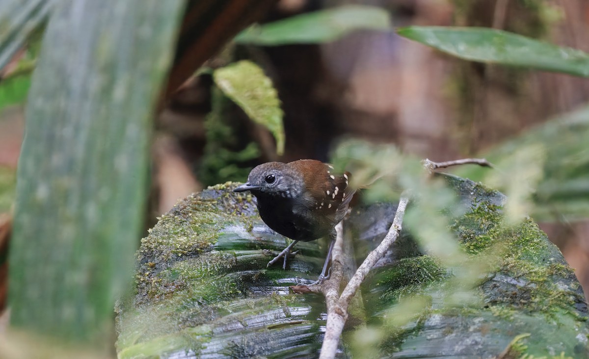 Gray-bellied Antbird - ML632018113