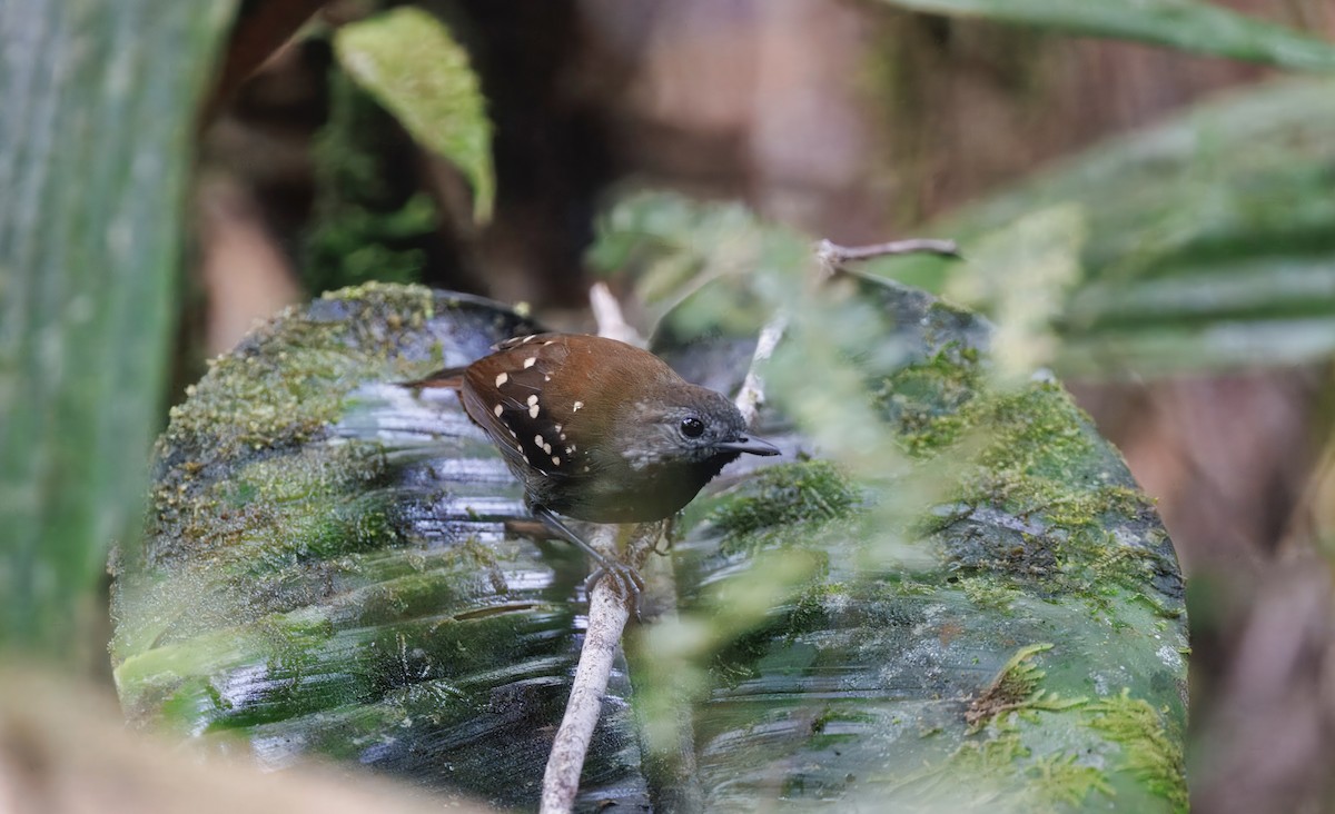 Gray-bellied Antbird - ML632018114