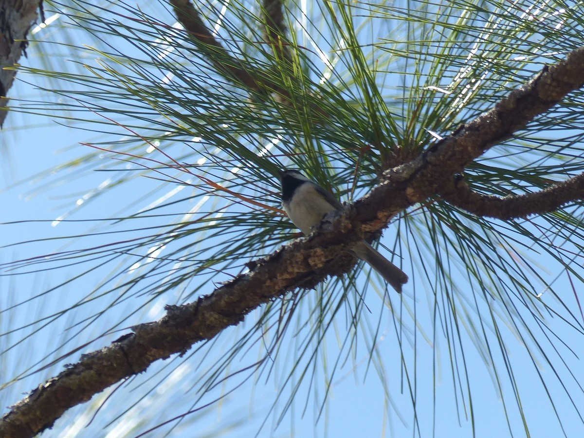 Carolina Chickadee - ML632018203