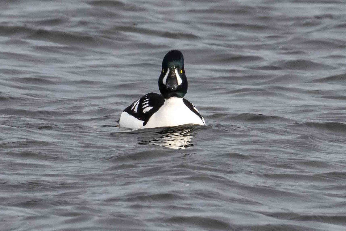 Barrow's Goldeneye - ML632018261