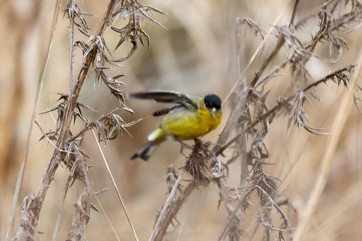 Lesser Goldfinch - ML632018356