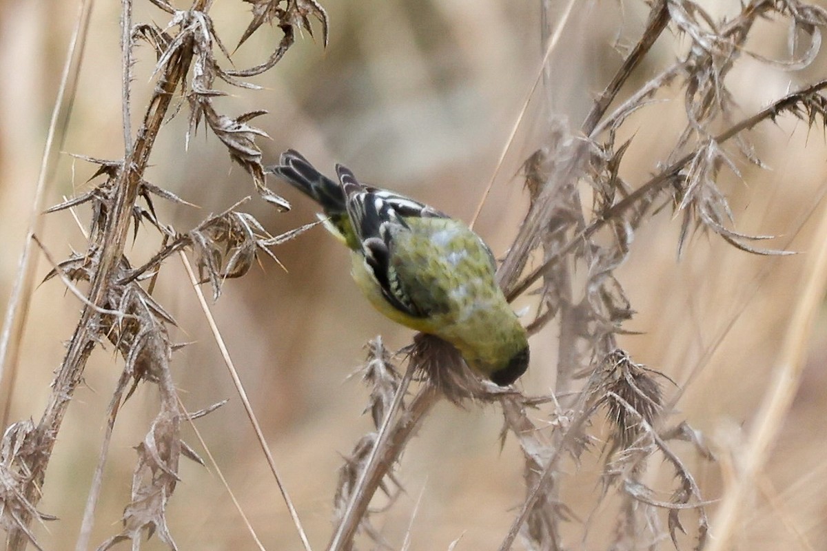 Lesser Goldfinch - ML632018361