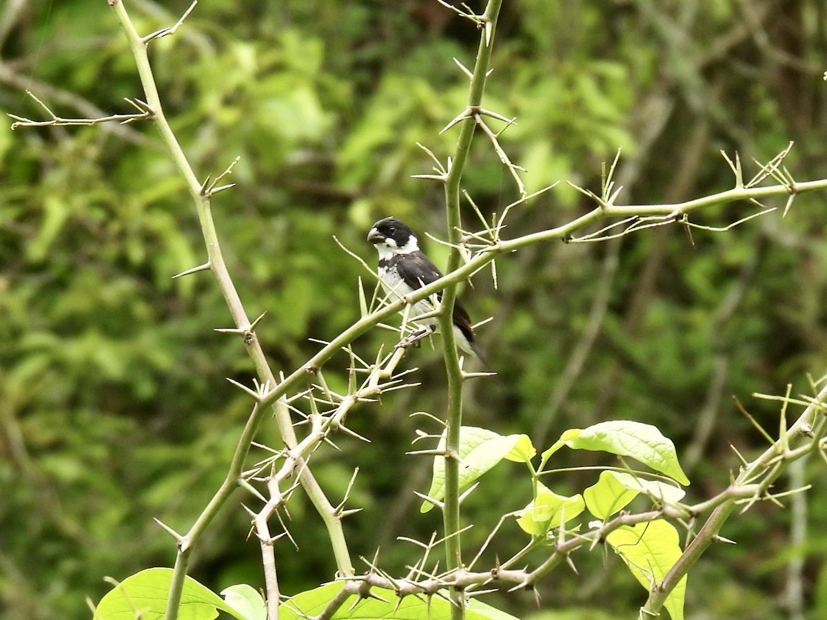 Variable Seedeater - ML632018424