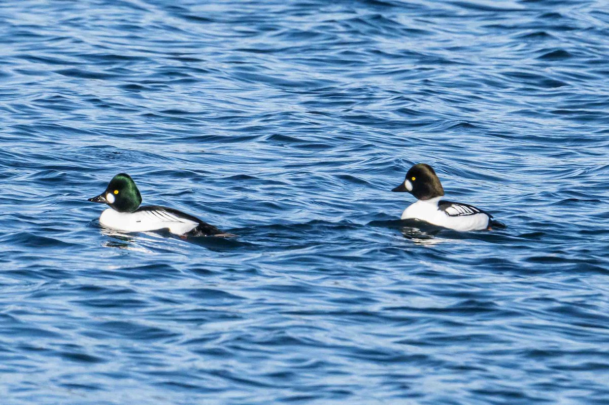 Common/Barrow's Goldeneye - ML632018525