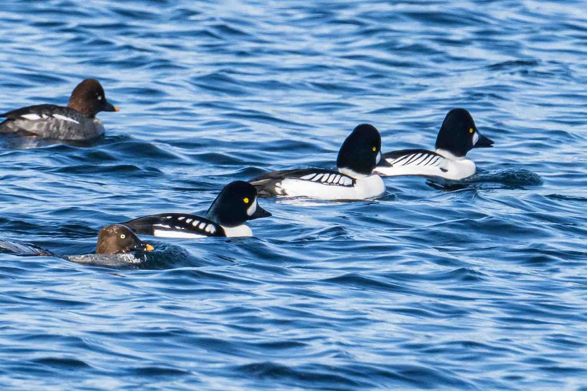 Common/Barrow's Goldeneye - ML632018526