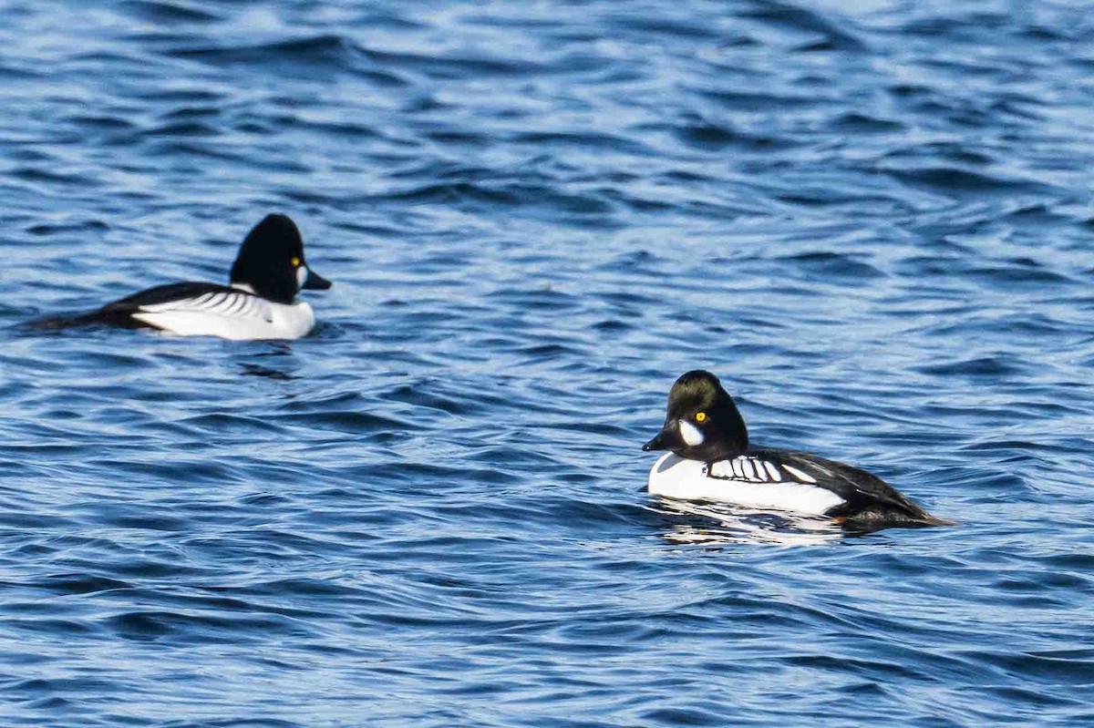 Common/Barrow's Goldeneye - ML632018527