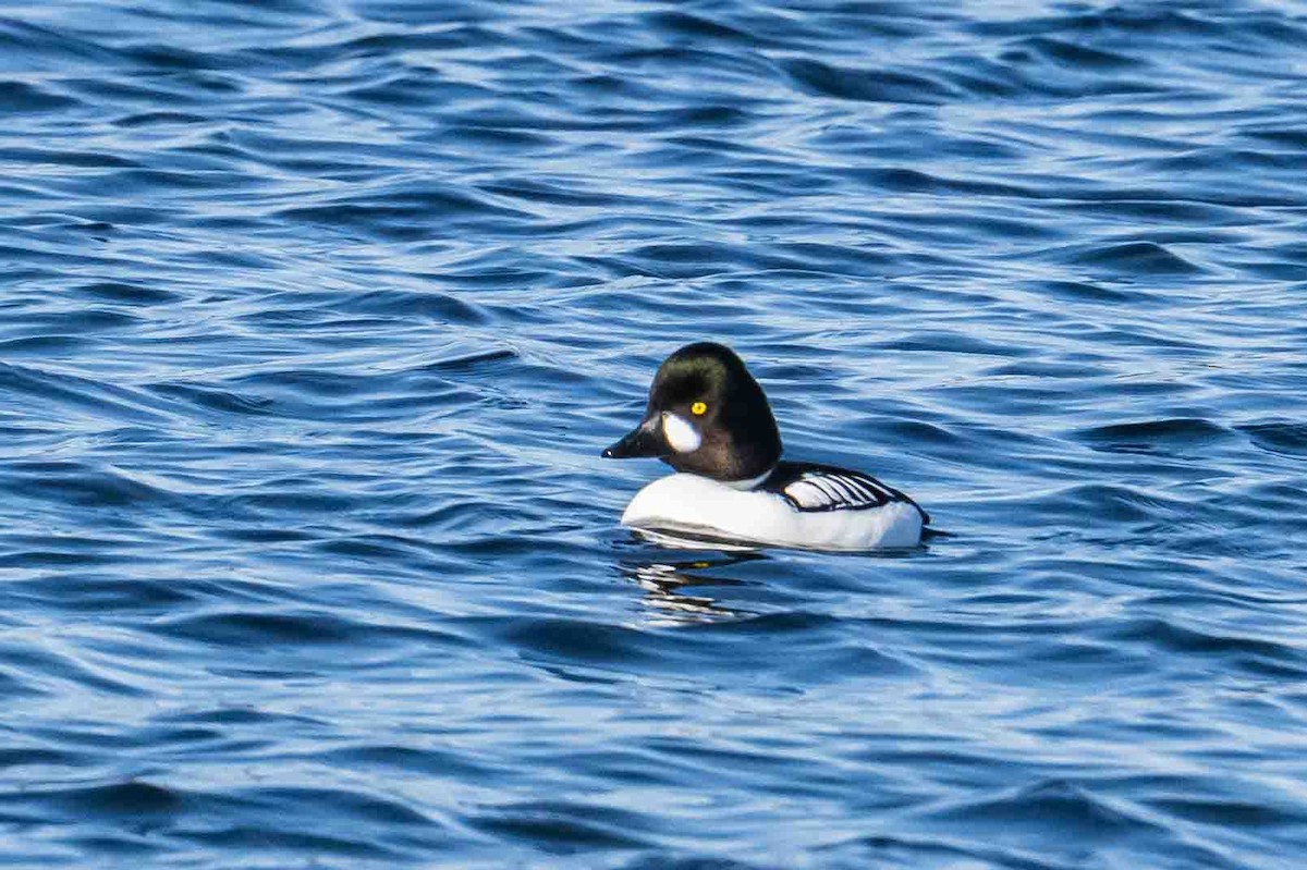 Common/Barrow's Goldeneye - ML632018528