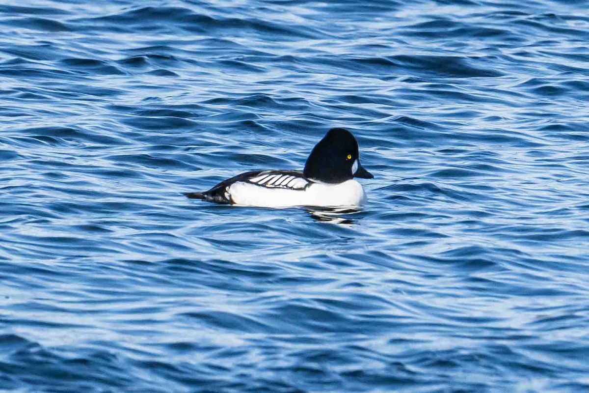 Common/Barrow's Goldeneye - ML632018529