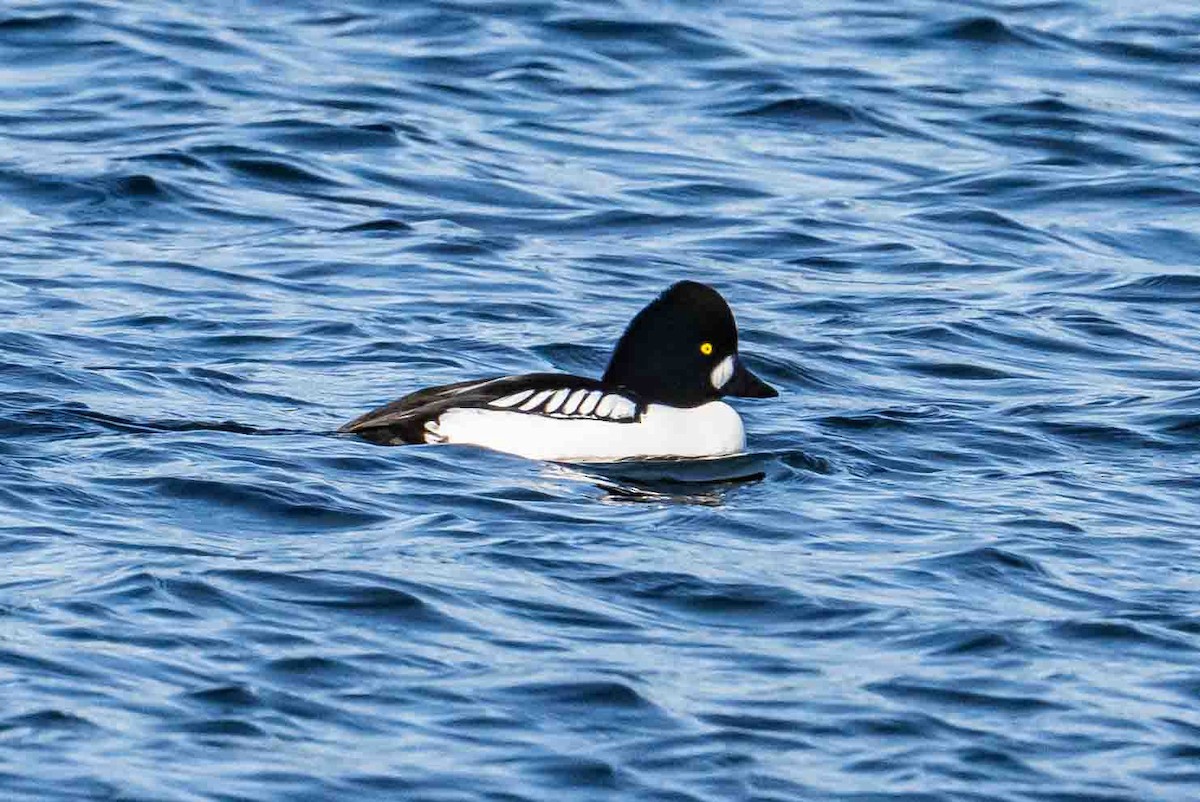 Common/Barrow's Goldeneye - ML632018530