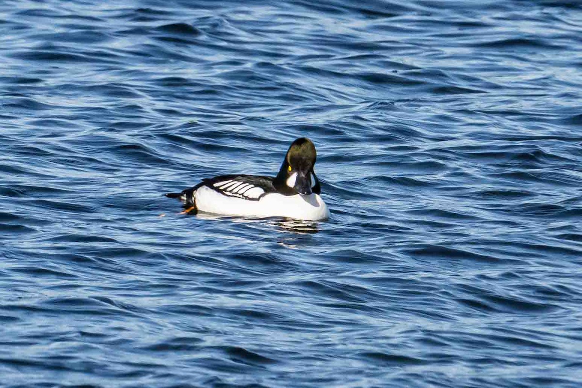 Common/Barrow's Goldeneye - ML632018531