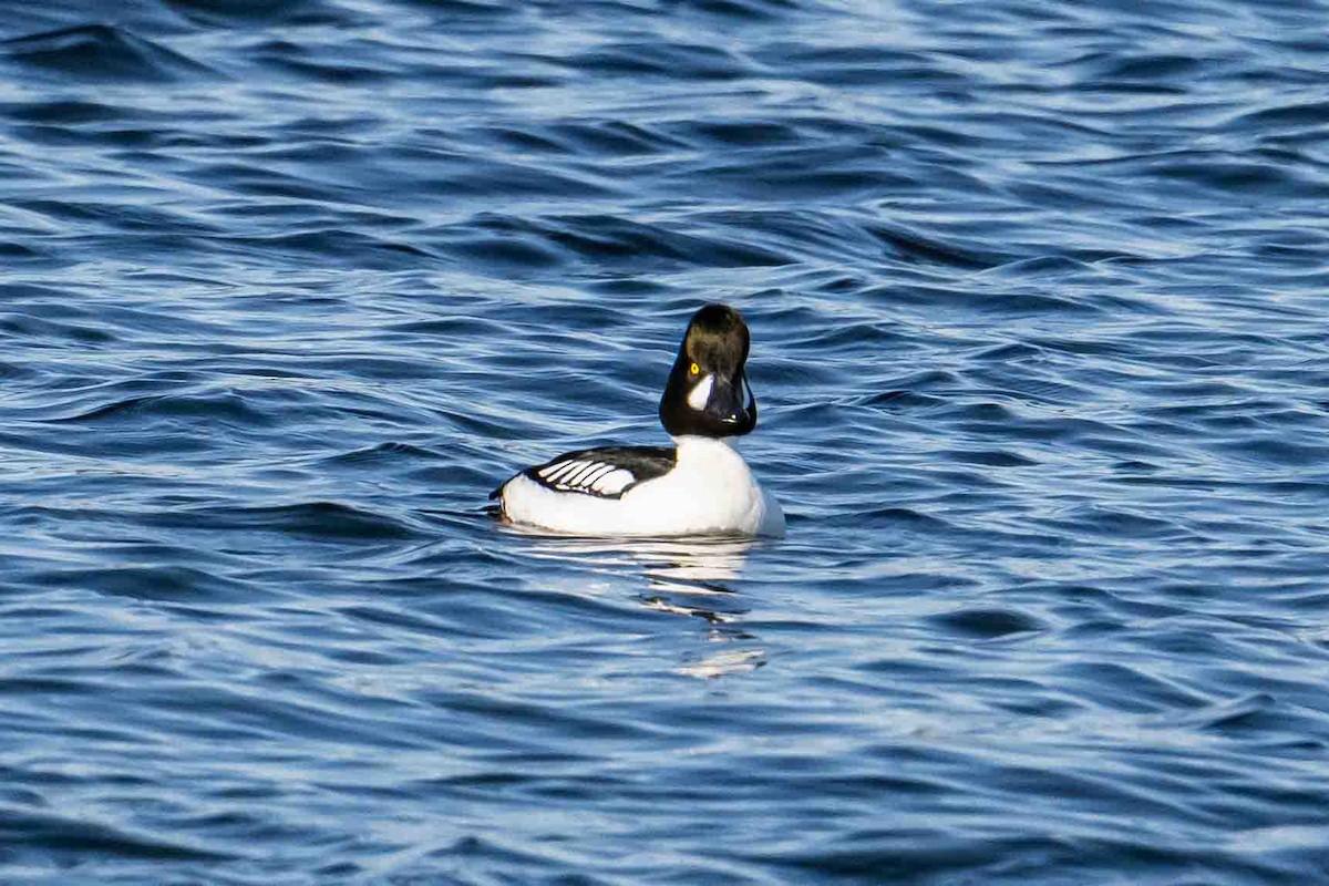 Common/Barrow's Goldeneye - ML632018532