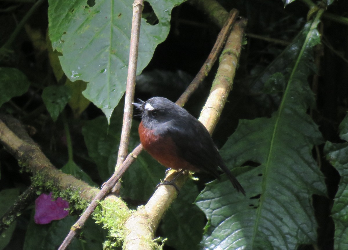 Chestnut-bellied Chat-Tyrant - ML632018538