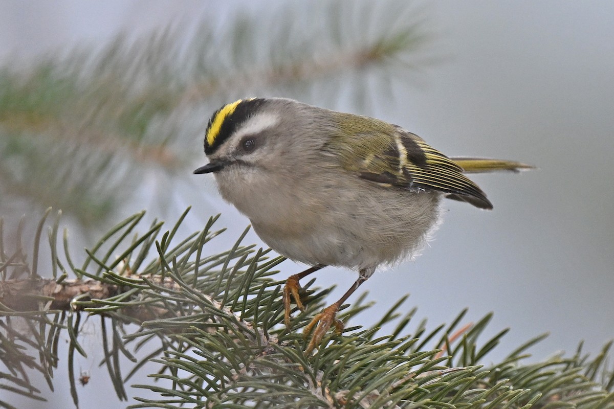 Golden-crowned Kinglet - ML632018575