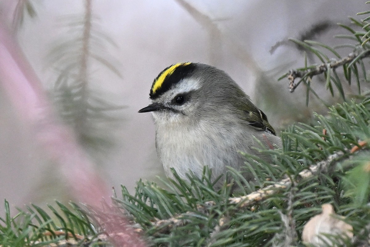 Golden-crowned Kinglet - ML632018576