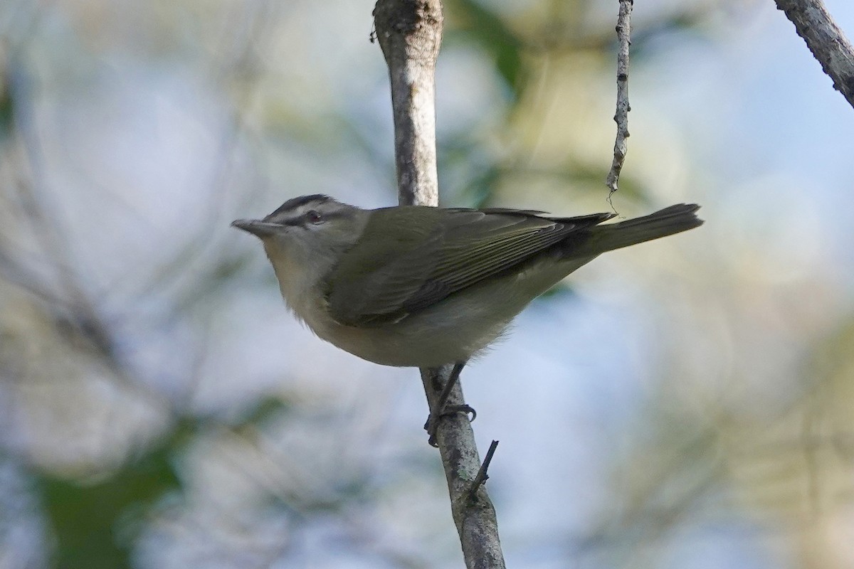 rødøyevireo - ML632018689