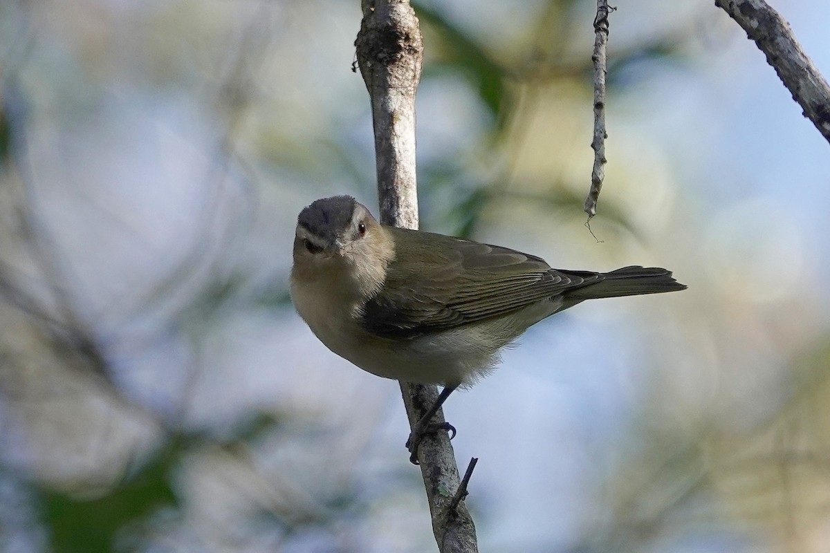 rødøyevireo - ML632018720