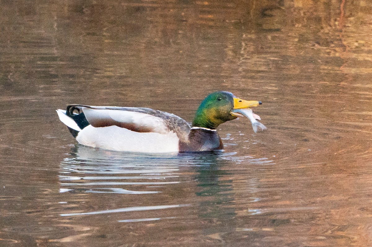 Mallard - ML632018803