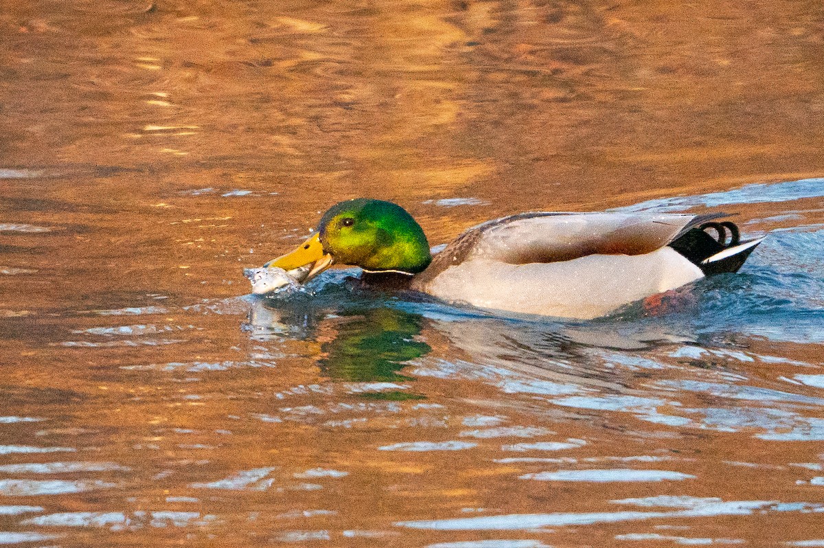 Mallard - ML632018805