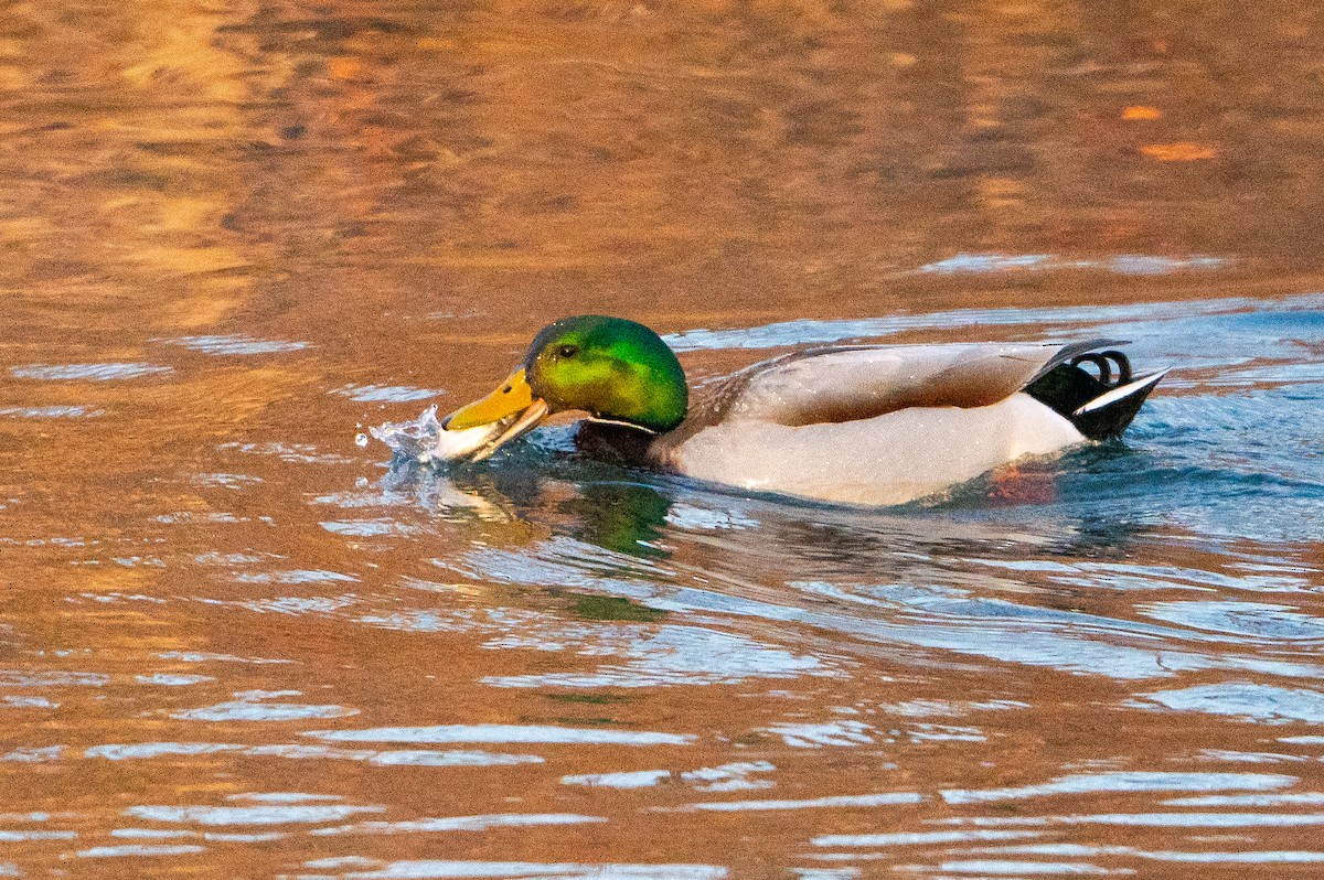 Mallard - ML632018810