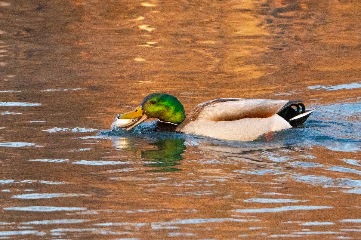 Mallard - ML632018812