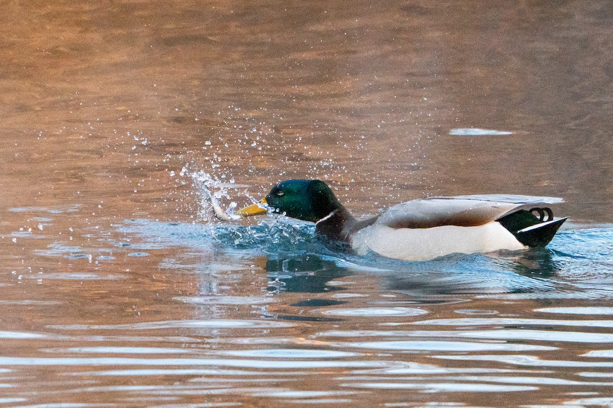 Mallard - ML632018813
