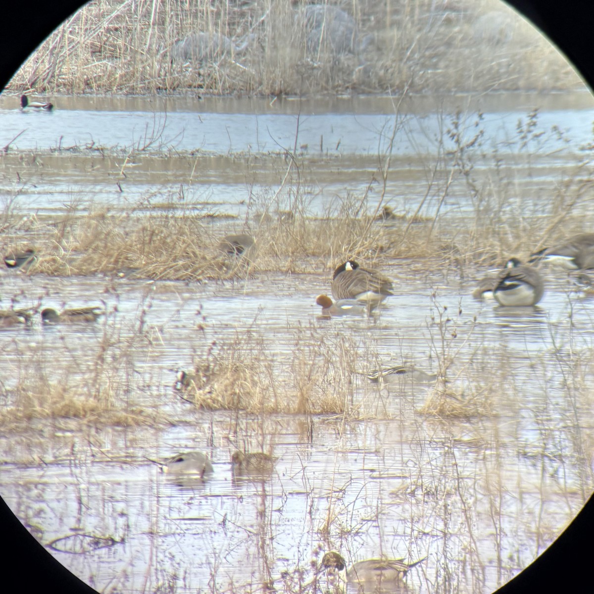 Eurasian Wigeon - ML632018822