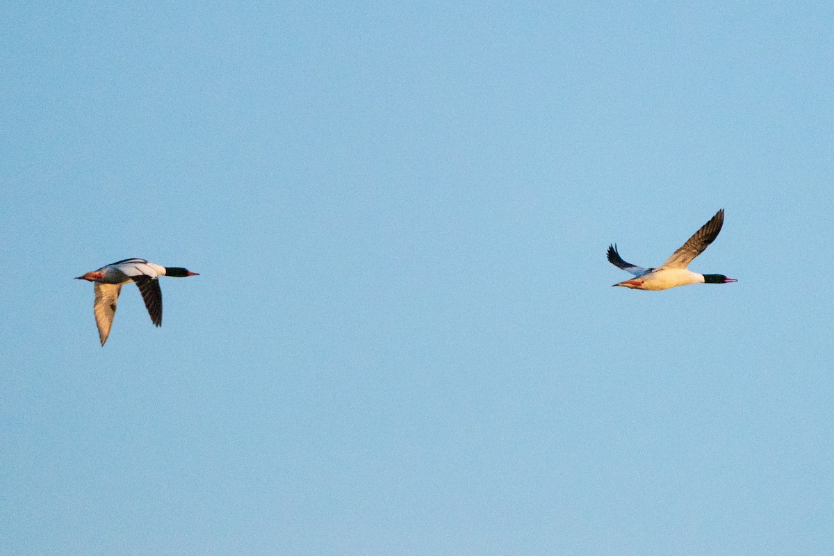 Common Merganser - ML632018836
