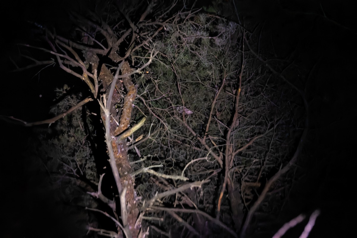 Boreal Owl - ML632018850