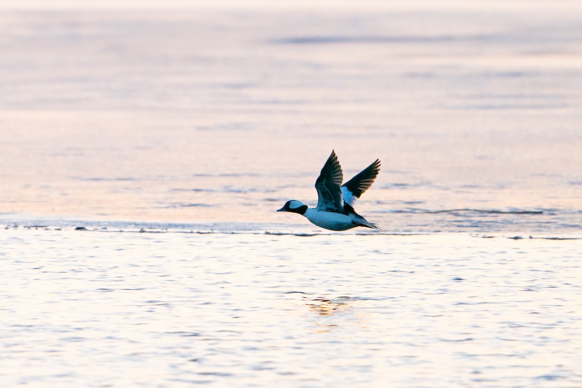Bufflehead - ML632018851