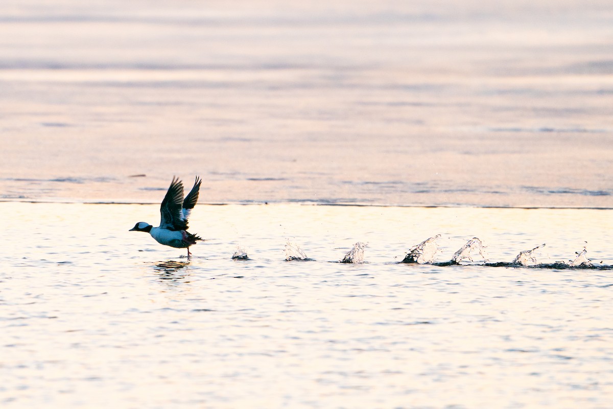 Bufflehead - ML632018852