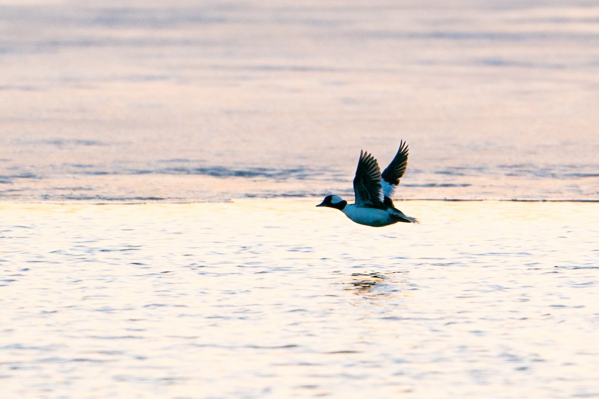 Bufflehead - ML632018853