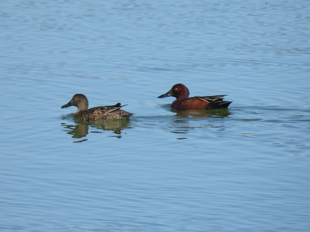 Cinnamon Teal - ML632018858