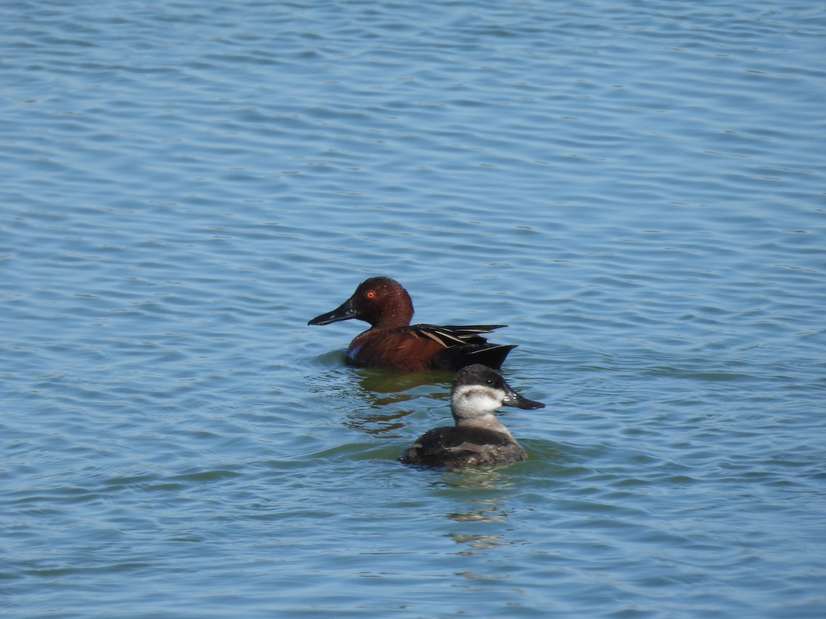 Cinnamon Teal - ML632018865