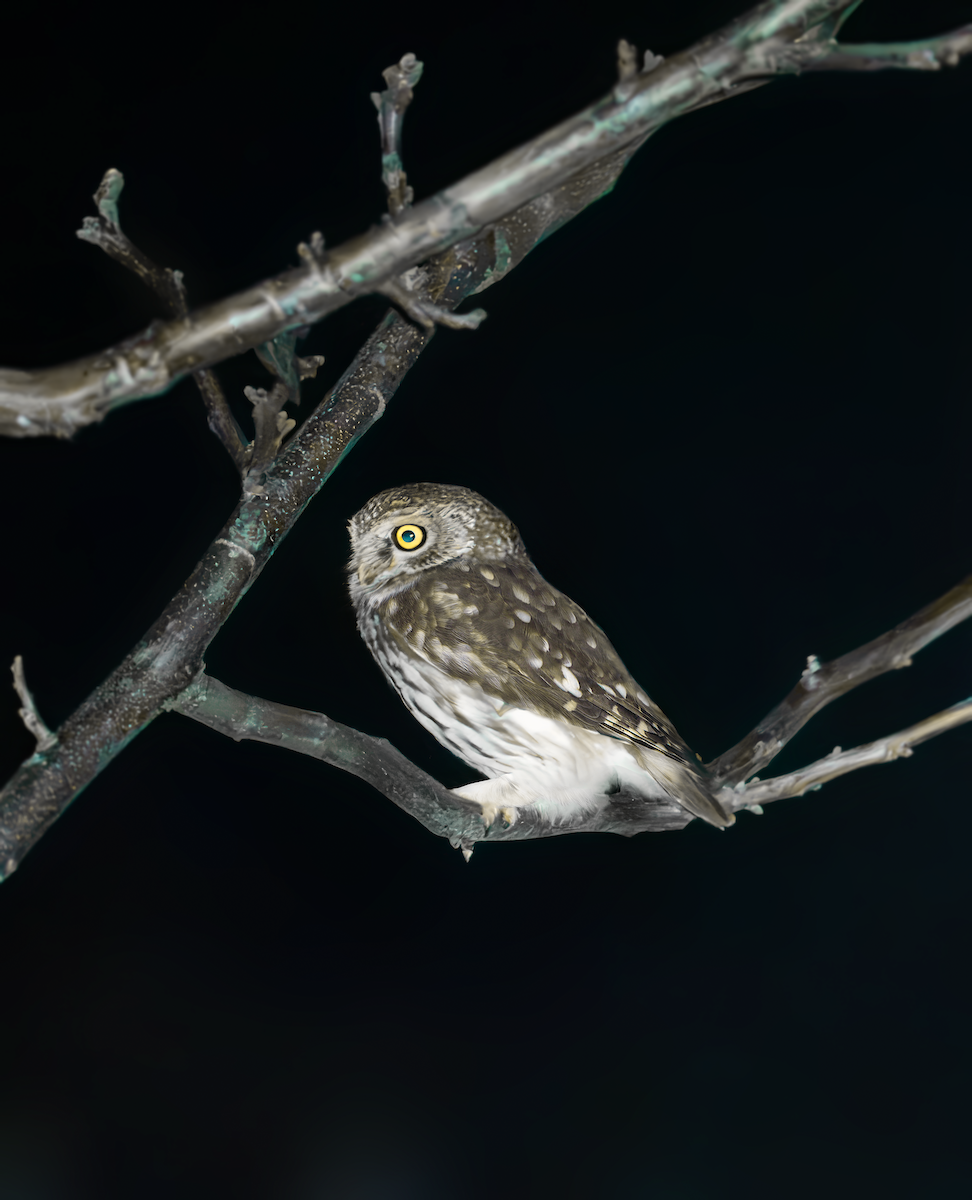 Little Owl - ML632018876