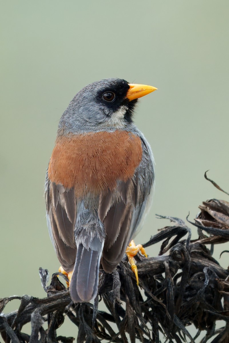 Buff-bridled Inca-Finch - ML632018916